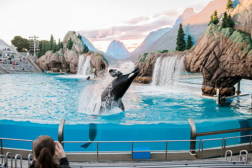 seaworld shows